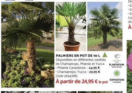palmiers en pot de 10 l disponibles en différentes variétés de chamaerops, phoenix et yucca phoenix canariensis: 24,95 € chamaerops, yucca : 29,95 € code 26343189  à partir de 24,95 € le pot  plantati