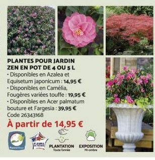 PLANTES POUR JARDIN ZEN EN POT DE 4 OU 5 L  • Disponibles en Azalea et Equisetum japonicum: 14,95 € • Disponibles en Camélia, Fougères variées touffe : 19,95 €  • Disponibles en Acer palmatum bouture 