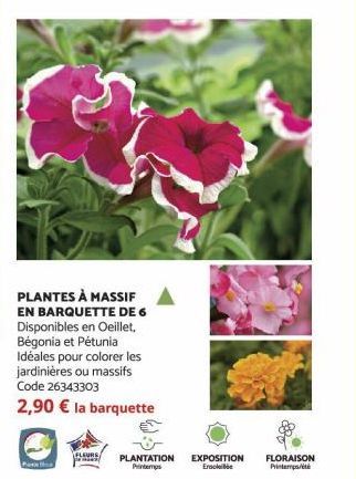 PLANTES À MASSIF EN BARQUETTE DE 6 Disponibles en Oeillet, Bégonia et Pétunia Idéales pour colorer les jardinières ou massifs Code 26343303  2,90 € la barquette  FLEURS  pamaty PLANTATION EXPOSITION F