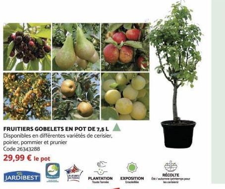 JARDIBEST  FRUITIERS GOBELETS EN POT DE 7,5 L Disponibles en différentes variétés de cerisier, poirier, pommier et prunier Code 26343288  29,99 € le pot  FLEURS  RÉCOLTE PLANTATION EXPOSITION the/auto