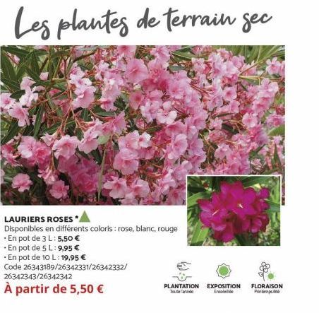 Les plantes de terrain gec  LAURIERS ROSES  Disponibles en différents coloris : rose, blanc, rouge  En pot de 3 L: 5,50 €  •En pot de 5 L: 9,95 €  • En pot de 10 L: 19,95 €  Code 26343189/26342331/263