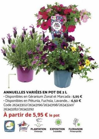 ANNUELLES VARIÉES EN POT DE 2 L  • Disponibles en Géranium Zonal et Marcada: 5,95 € • Disponibles en Pétunia, Fuchsia, Lavande...: 6,50 € Code 26343302/26343196/26343198/26343241/  26343282/26343292  