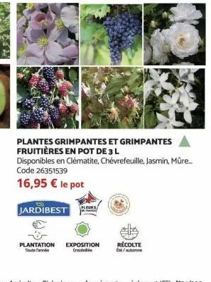 code 26351539  16,95 € le pot  plantes grimpantes et grimpantes fruitières en pot de 3 l  disponibles en clématite, chévrefeuille, jasmin, mûre...  d  jardibest  plantation exposition ensolee  récolte