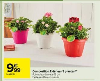 999  La plante  Composition Extérieur 3 plantes (" Pot couleur diamètre 19 cm. Existe en différents colors. 