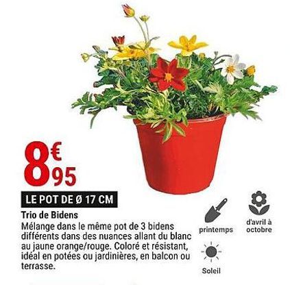 Trio de Bidens