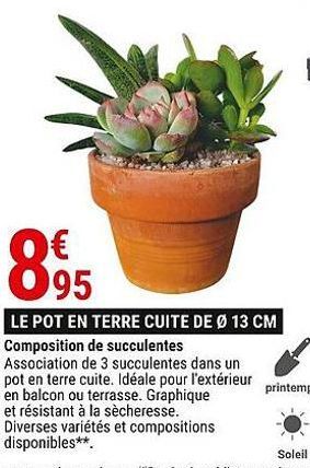 Composition de succulentes