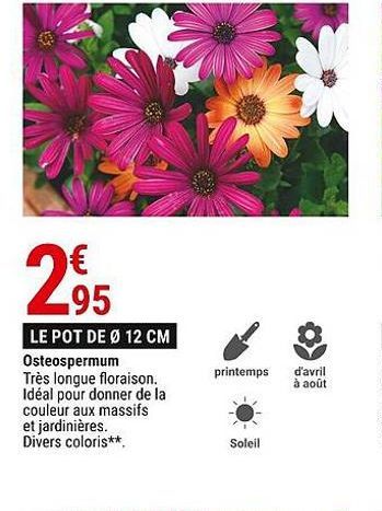 Osteospermum