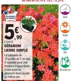 fleurs  de france  5€  ,99  l'unité  géranium lierre simple  la barquette de 10 godets de 7 cm env. a replanter pour une floraison longue durée. existe aussi en  géranium lierre double au même prix.  