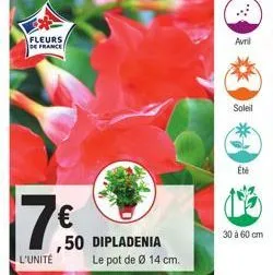 fleurs  de france  10.50  7€  l'unité  ,50 dipladenia  le pot de ø 14 cm.  avril  soleil  ébé  30 à 60 cm 