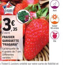 FLEURS DE FRANCE  €  ,35  L'UNITÉ  FRAISIER GARIGUETTE "FRAGARIA"  La barquette de 6 godets de 7 cm. Différentes variétés.(¹)  Avril  Soleil  Mi-ombre  Été 