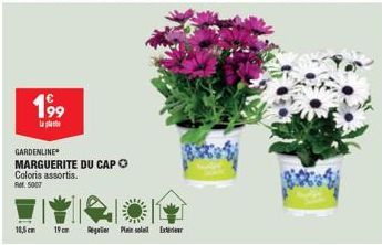 19⁹9  GARDENLINE  MARGUERITE DU CAP  Coloris assortis.  RM 5007  10,5 cm 19cm Regler Plan soll Exter 