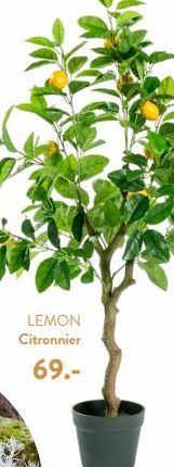 LEMON  Citronnier  69.-