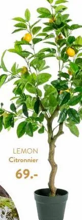 lemon  citronnier  69.-