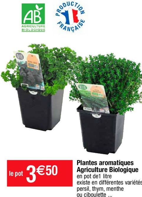 plantes aromatiques