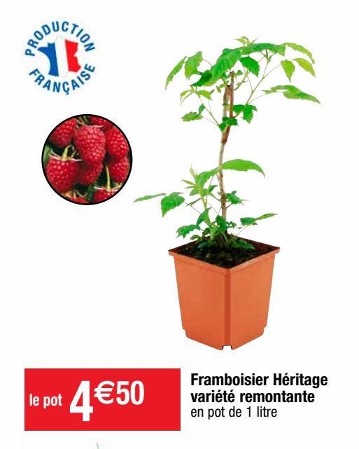 framboises