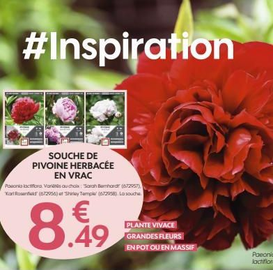 #Inspiration  SOUCHE DE PIVOINE HERBACÉE EN VRAC  Pasonia lactiflora Variés au choix: "Sarah Bernhardir (672957), Karl Rosenfield (672956) at Shirley Temple (672958). Lo souche  €  8.99  PLANTE VIVACE