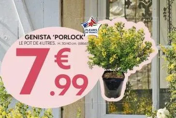 fleurs  de france)  genista 'porlock le pot de 4 litres. h. 30/40 cm. (68661  € .99 