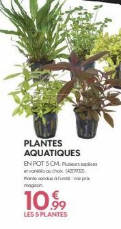 plantes 