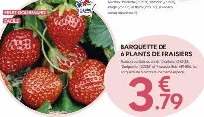 fruit gourmand facile  fleurs  de france  au choix: lavande (252021), romarin (252031), souge (252035) otthym (252037). (pot deco vendu sapartment).  barquette de  6 plants de fraisiers  plusieurs var