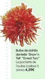 Bulbe de dahlia dentelle 'Show'n Tell" "Ernest Turc" La pochette de  1 bulbe (calibre 1) (831583) 4,29€ 