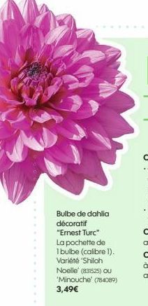 Bulbe de dahlia décoratif "Ernest Turc" La pochette de 1 bulbe (calibre 1). Variété 'Shiloh Noelle (831525) OU 'Minouche' (784089) 3,49€ 