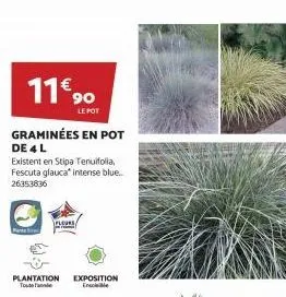 11€ 90  le pot  graminées en pot de 4 l  existent en stipa tenuifolia, fescuta glauca* intense blue... 26353836  6:3  fleurs  plantation exposition touto fan ensolele  