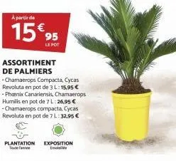 à partir de  95  lepot  assortiment de palmiers  *  chamaerops compacta, cycas revoluta en pot de 3 l: 15,95 € - phoenix canariensis, chamaerops humilis en pot de 7 l:26,95 € -chamaerops compacta, cyc