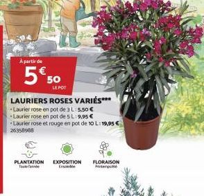 A partir de  5€50  LE POT  LAURIERS ROSES VARIÉS***  -Laurier rose en pot de 3 L:5.50 €  Laurier rose en pot de 5 L: 9,95 €  *Laurier rose et rouge en pot de 10 L: 19,95 € 26358988  PLANTATION EXPOSIT