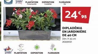 FLEURS, Ja  PE PLANTATION EXPOSITION  Pr  Evol  FLORAISON  24€95  DIPLADÉNIA EN JARDINIÈRE DE 40 CM  Dim H 35 cm  26359051 