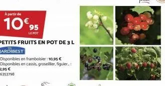 a partir de  10€ 95  petits fruits en pot de 3 l  jardibest  disponibles en framboisier : 10,95 €  disponibles en cassis, groseillier, figuier..:  12,95 €  26353798 