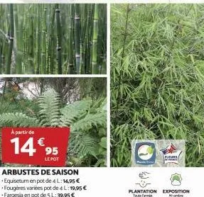 a partir de  14€ 95  arbustes de saison equisetum en pot de 4 l:14,95 € fougeres variées pot de 4 l:19,95 € fargesia en pot de 5 l:39,95 €  seurs,  plantation exposition tauta hob 