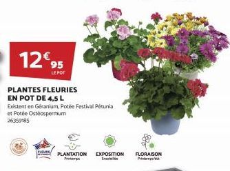 12€ 95  LE POT  PLANTES FLEURIES EN POT DE 4,5 L  Existent en Géranium, Potée Festival Petunia et Potée Ostéospermum  26359185  FLEURS PLANTATION EXPOSITION FLORAISON  Peters  Em  Printe  885 