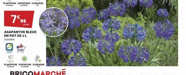 PLANTATION EXPOSITION FLORAISON Printemps Emollie DE  7€ 95  LE POT  AGAPANTHE BLEUE EN POT DE 2L 26359836  FLEURS  PLANTATION EXPOSITION FLORAISON 