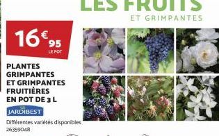 16€ 95  LE POT  PLANTES GRIMPANTES ET GRIMPANTES FRUITIÈRES EN POT DE 3 L  JARDIBEST  Différentes variétés disponibles  26359048 