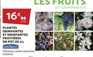 16€ 95  le pot  plantes grimpantes et grimpantes fruitières en pot de 3 l  jardibest  différentes variétés disponibles  26359048 