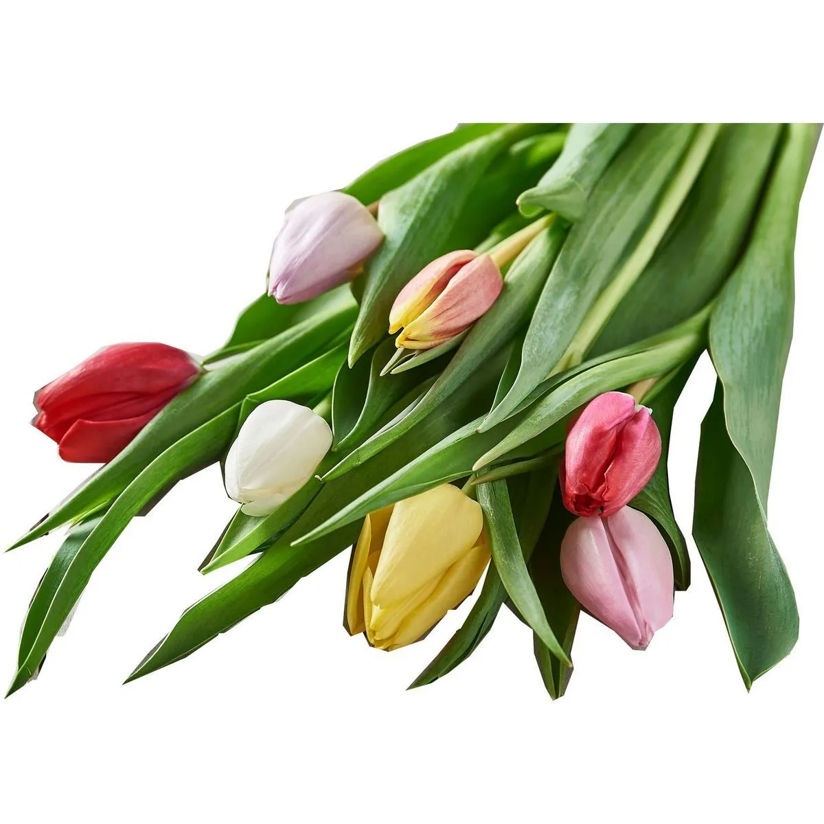 bouquet de 7 tulipes