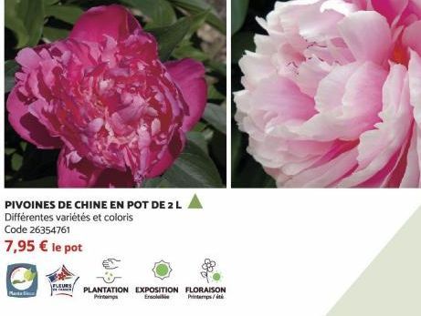 PIVOINES DE CHINE EN POT DE 2 L  Différentes variétés et coloris Code 26354761  7,95 € le pot  Planta  FLEURS  PLANTATION EXPOSITION FLORAISON Printemps Ensoleilbe Printemps/ét 