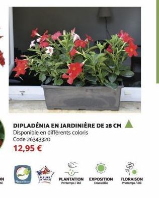 DIPLADÉNIA EN JARDINIÈRE DE 28 CM Disponible en différents coloris Code 26343320  12,95 €  FLEURS  PRANA PLANTATION EXPOSITION Printemps/t Enc  FLORAISON Printemps/ 