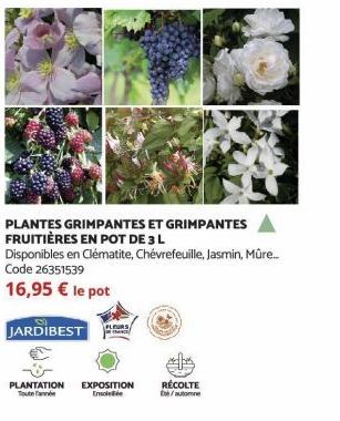 Code 26351539  16,95 € le pot  PLANTES GRIMPANTES ET GRIMPANTES FRUITIÈRES EN POT DE 3 L  Disponibles en Clématite, Chévrefeuille, Jasmin, Mûre...  D  JARDIBEST  PLANTATION EXPOSITION Ensolee  RÉCOLTE