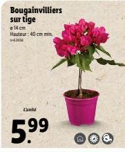 Bougainvilliers sur tige  14 cm Hauteur: 40 cm min 3-63656  L'unité  5.⁹9⁹  000 