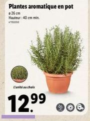 Plantes aromatique en pot  26 cm Hauteur: 40 cm min.  10  L'unité au chois  12.⁹⁹  99 
