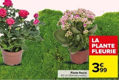 Plante fleurie  012 cm Différentes variétés  LA PLANTE FLEURIE  €  39⁹ 