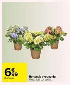 699  €  lhortensia  63  hortensia avec panier vendu avec son panier 