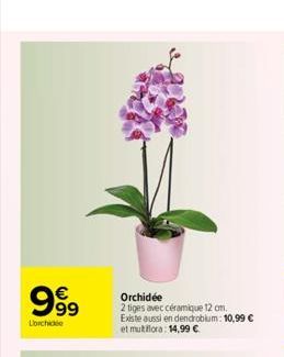 9999  Lorchide  Orchidée  2 tiges avec céramique 12 cm.  Existe aussi en dendrobium: 10,99 € et multiflora: 14,99 €  