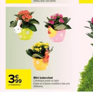 39⁹  99  Lekalanchoe  Mini kalanchoe Céramique poule ou lapin Existe en d'autres modèles à des prix différents. 