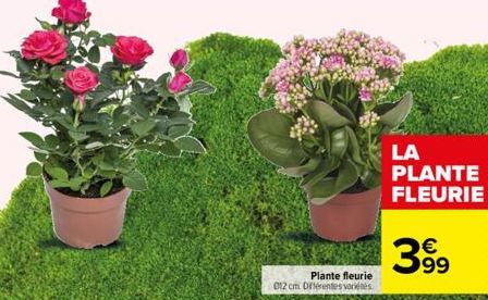 Plante fleurie  012 cm Différentes variétés  LA PLANTE FLEURIE  €  39⁹ 