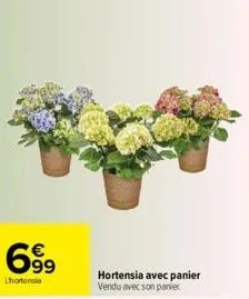 699  €  lhortensia  63  hortensia avec panier vendu avec son panier 