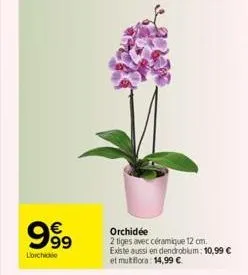 9999  lorchide  orchidée  2 tiges avec céramique 12 cm.  existe aussi en dendrobium: 10,99 € et multiflora: 14,99 €  