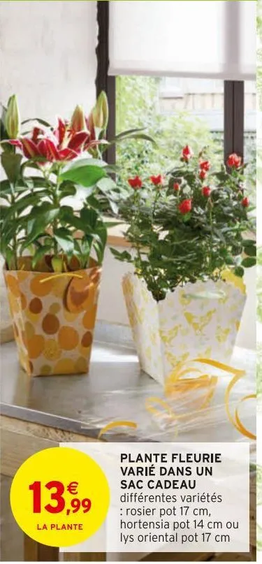 plante fleurie varie dans un sac cadeau 
