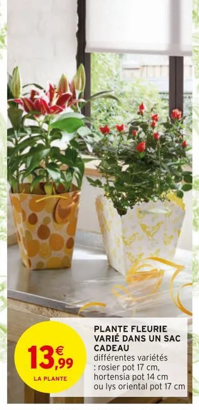 plante fleurie  varie dans un sac cadeau 